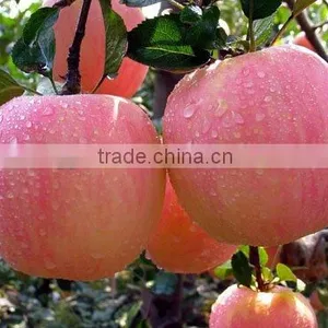 Chinese Sweet Fuji Apple thumbnail-1