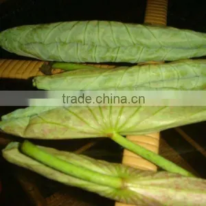 Young Lotus Leaf thumbnail-1