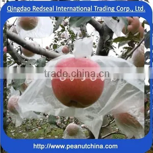 Bright Fuji Red Apple thumbnail-3