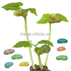 Colorful Magic Bean,message Bean thumbnail-1