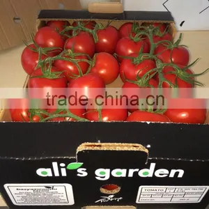 Red Tomato thumbnail-1