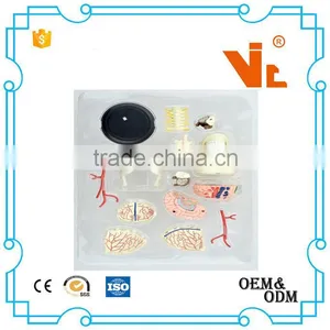V-HM06 4D MASTER Brain Skull Brain Model thumbnail-4