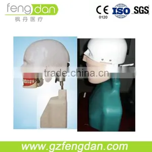 Good Quality Senior Type I Dental Manikin for Simulation thumbnail-1