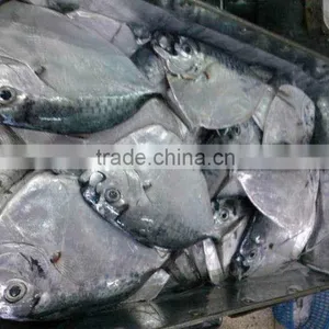 Frozen Whole Round Moon Fish, Frozen Fishes, Best Quality Frozen Fishes thumbnail-4