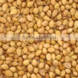 Dried Coriander Seed thumbnail-1