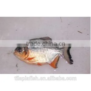 Fresh Black Pomfret Fish thumbnail-1