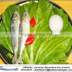 High Quality Frozen Horse Mackerel Whole Round thumbnail-1