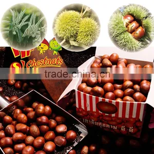 Organic Fresh Chestnuts Castanea Sativa Whole Chestnut thumbnail-3