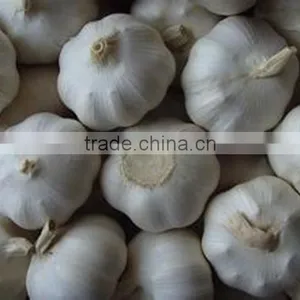 Low Price Buy Chinese Garlic thumbnail-6