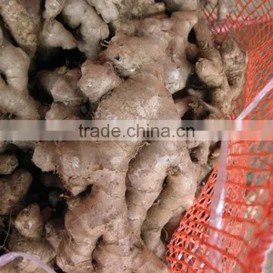 HIGH QUALITY FRESH GINGER thumbnail-1