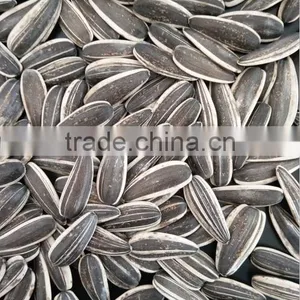 Inner Mongolia Sunflower Seeds 601 With Good Price thumbnail-1