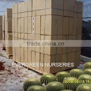 Echinocactus Grusonii thumbnail-1