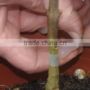 SUCA New Design Omega Grafting Machine Made in China. thumbnail-2