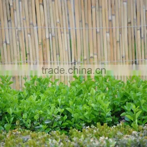 Split Reed Fence/ Reed Screen thumbnail-1