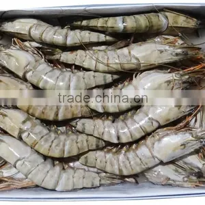 Frozen Banded Shrimp thumbnail-6