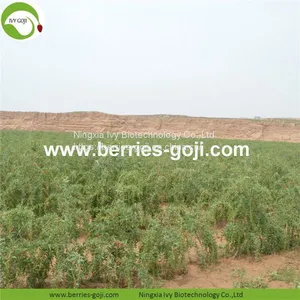 Factory Supply New Harvest Dried Goji Berries thumbnail-3