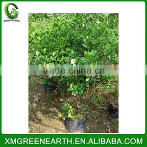 Gardenia Jasminoides thumbnail-2