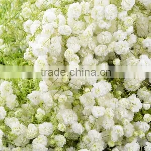 Excellent Quality Best Selling Fresh Excellent Quality Fresh Gypsophila thumbnail-3