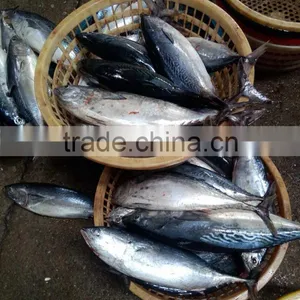Auxis Thazard Tuna for Can for Bait thumbnail-5