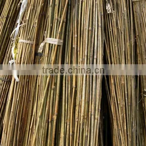 Raw Tokin Bambo Cane thumbnail-1