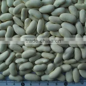 Medium White Kidney Beans thumbnail-1