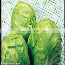 Fresh Chinese Cabbage thumbnail-1