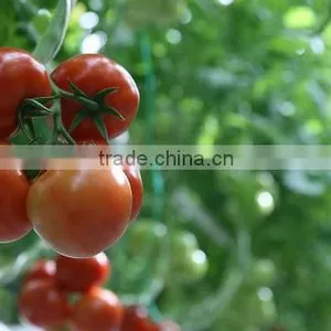 Red Color Fresh Tomato thumbnail-3