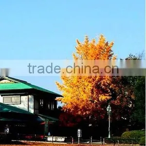 NANHAI/SHUNDE/HUANGPU TO COLOGNE (LCL Shipping Service )----KELLY thumbnail-1