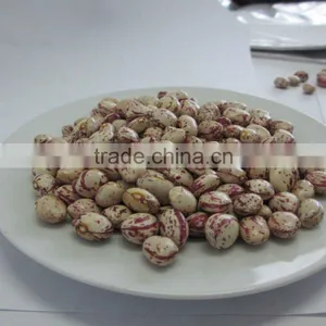 CHITEE BEANS thumbnail-3