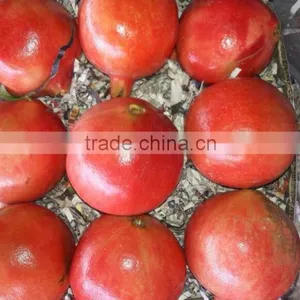 Fresh Pomegranate Fruit Supplier in India / Malaysia / Singapore / Dubai / Maldives / Sri Lanka thumbnail-2
