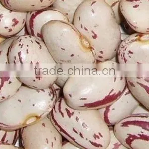 Light Speckled Kidney Beans thumbnail-1