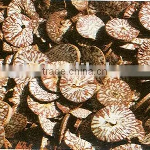 Areca Seed thumbnail-1