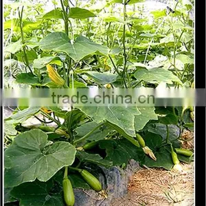 Fertilizer,manure thumbnail-3