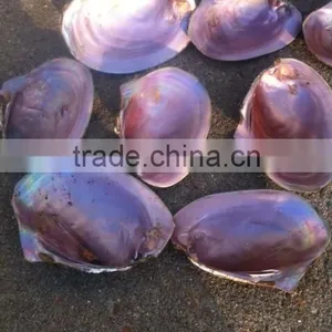Raw Material Mother of Pearl Pink Shell thumbnail-1