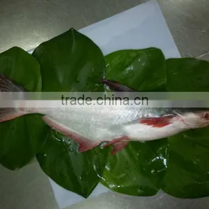 Basa Fish/pangasius Fillet/pangasius Steak/pangasius Whole Round thumbnail-5