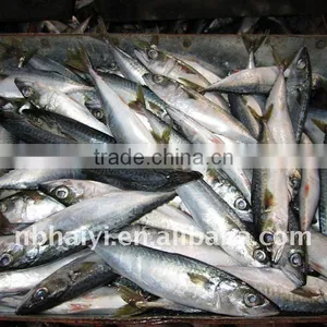2011 New Catch Makerel thumbnail-1