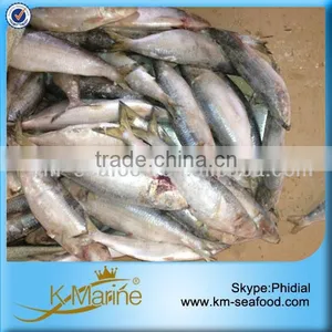 Frozen Sardine Fish For Sale thumbnail-1