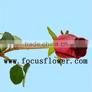 Supply Roses Flowers Fresh Cut White Color Rose Flowers Black Magic Rose With 0.8_1.2kg/bundle From Yunnan thumbnail-3
