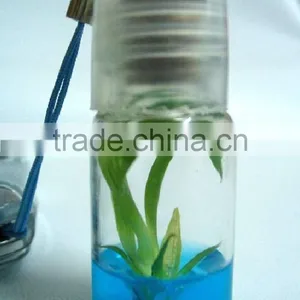 Live Mini Plant and Plant Pet Tree thumbnail-6