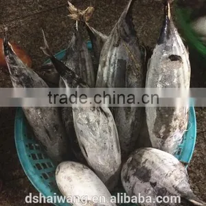 Frozen Skipjack Tuna From Chinese Manufacture With Size 300 - 750 g + thumbnail-1