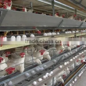 Poultry Farming Equipment Meat Broiler Cage for Steel Chicken House thumbnail-1
