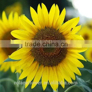 Hot Sale New Product China Fresh Sunflower Flower for Wedding Decoration thumbnail-5