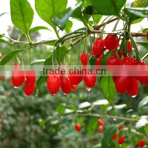 OEM Casul;es Goji Berry Oil Soft Capsules GMP Manufacturer thumbnail-2