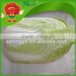 Chinese Cabbage Fresh Green-yellow Cabbage thumbnail-2