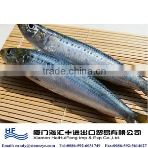 Frozen Sardine Fish Titus Sardines for Sale thumbnail-1