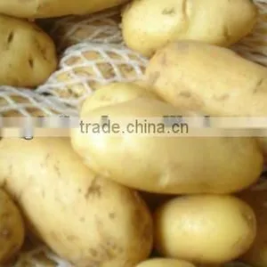 Long Shape Fresh Potato From China thumbnail-1