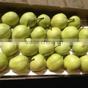 Chinese High Quality and Healthy su Pear thumbnail-1