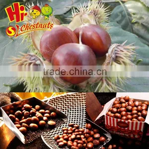 New Crop Fresh Chestnuts--Dandong Chestnuts in Big Size thumbnail-6