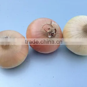 Onion With High Quality Crops 2015 thumbnail-1