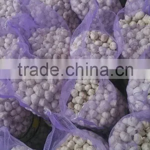 Normal White Garlic thumbnail-3
